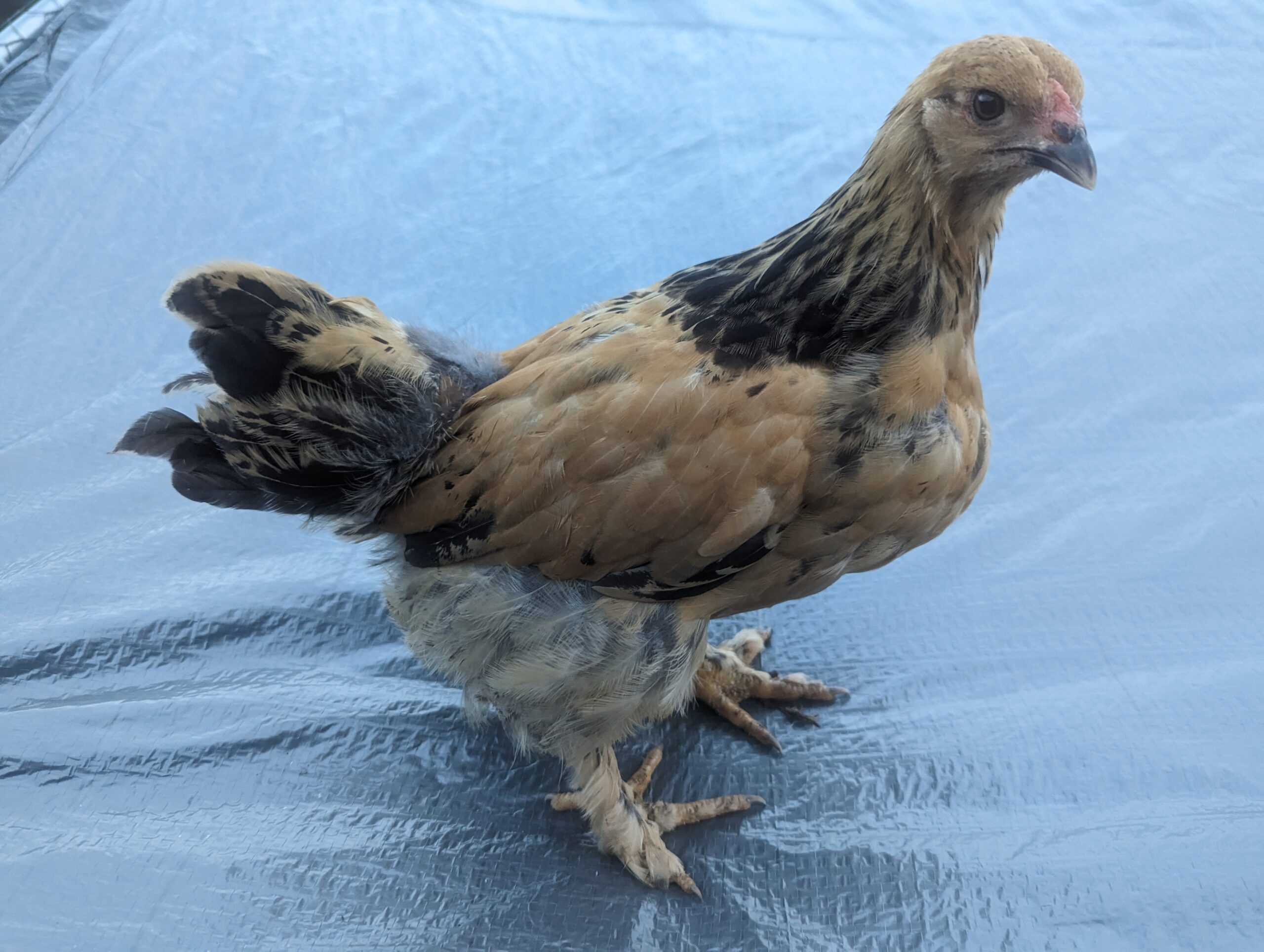 Buff Brahma Pullets October Hatch Ironclay Farm