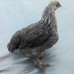 Dark Brahma Pullet