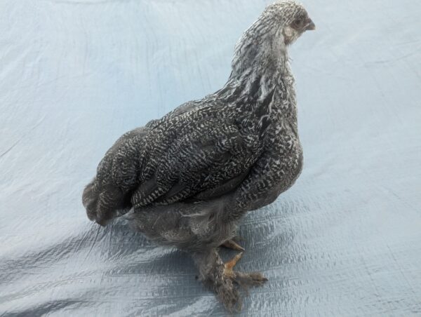 Dark Brahma Pullet